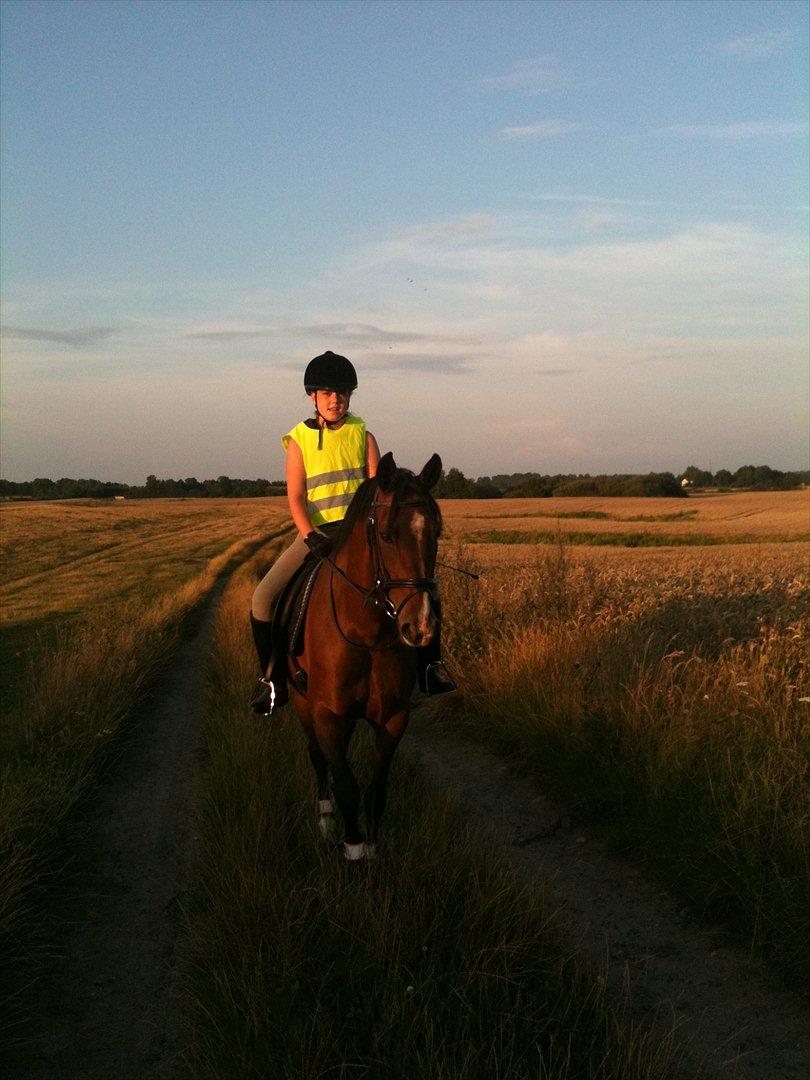 Hollandsk Sportspony Beauty - Ude og ride tur billede 2