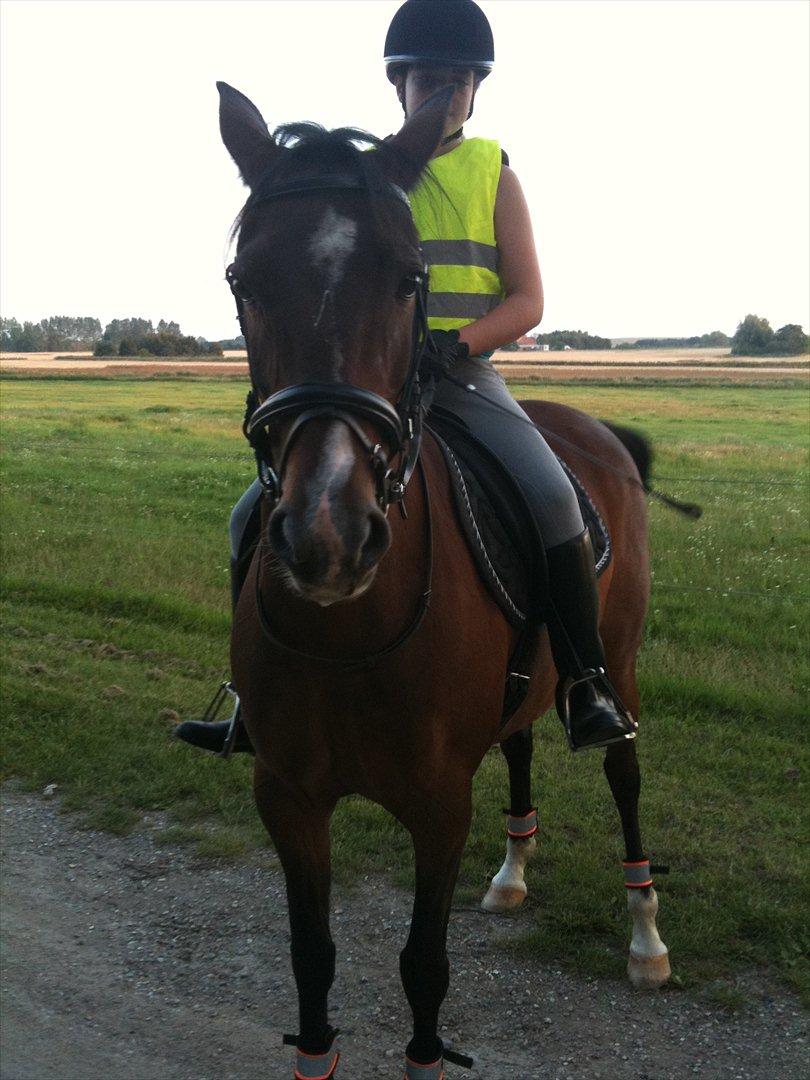 Hollandsk Sportspony Beauty - Lige kommet hjem fra tur billede 6