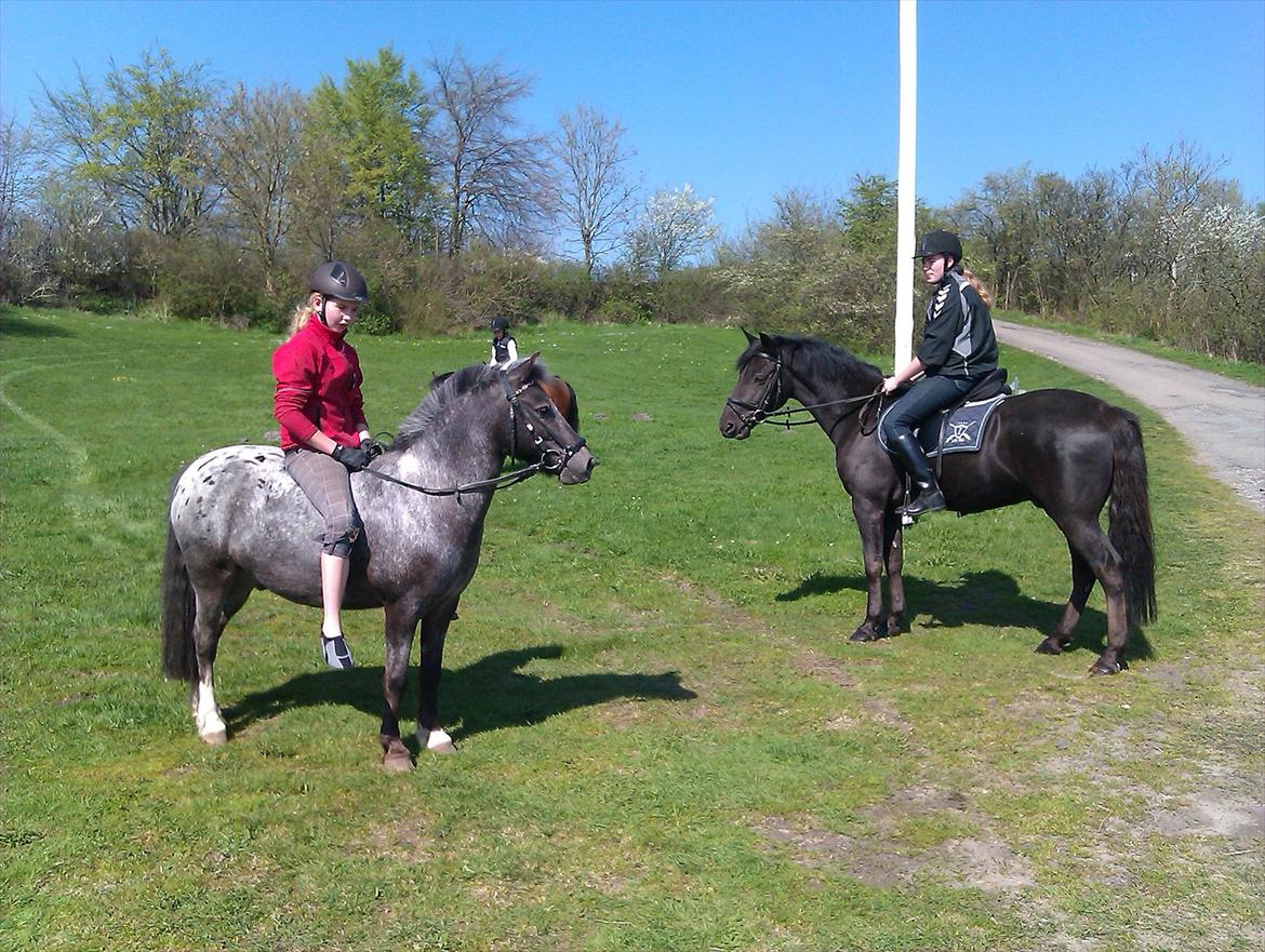Anden særlig race SCIROCCO | SOLGT billede 11