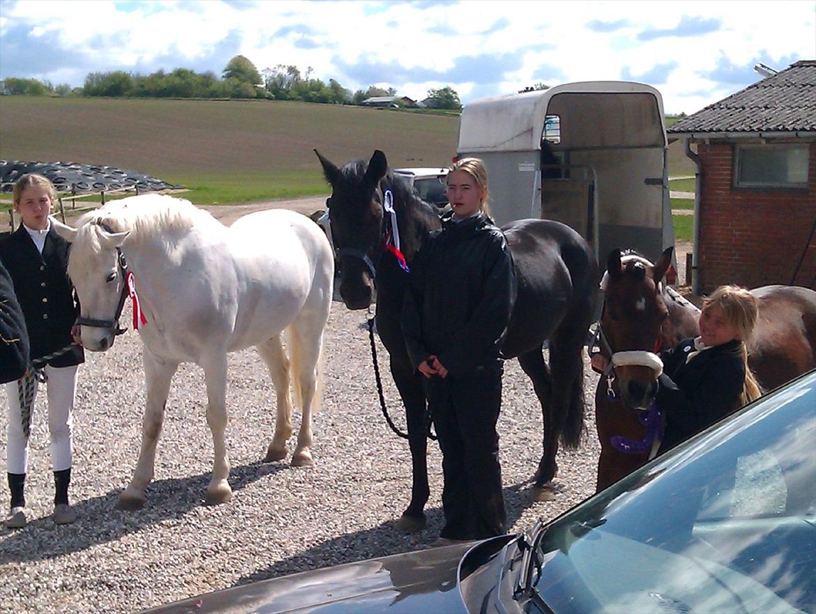 Anden særlig race SCIROCCO | SOLGT billede 12