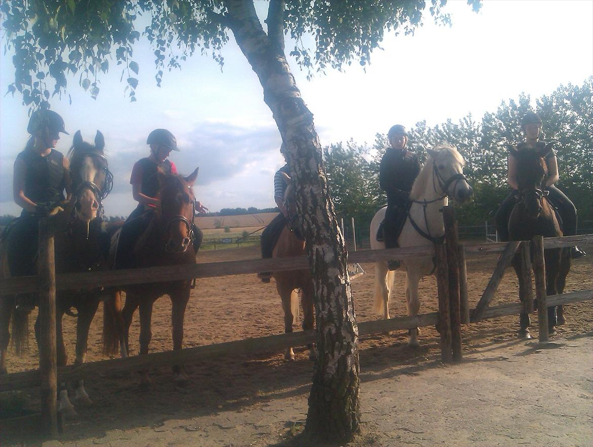 Anden særlig race SCIROCCO | SOLGT billede 16