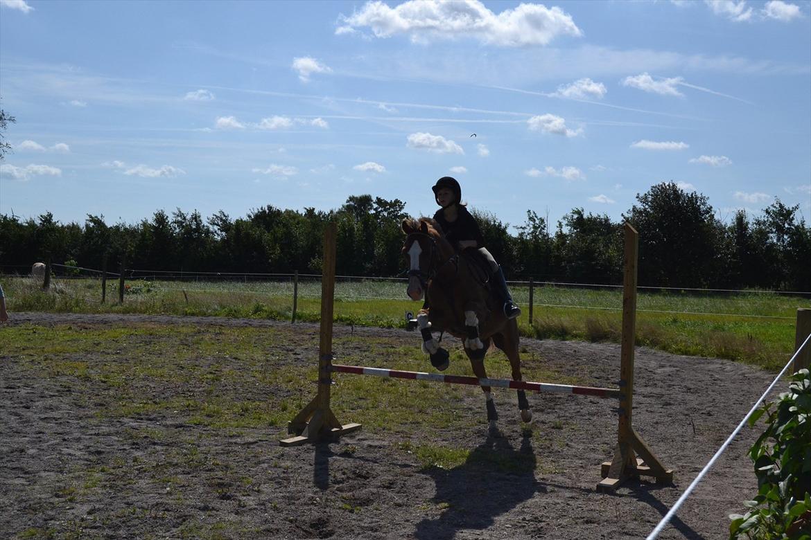 Hollandsk Sportspony Jupeter *SOLGT* - Spring træning<3 billede 1