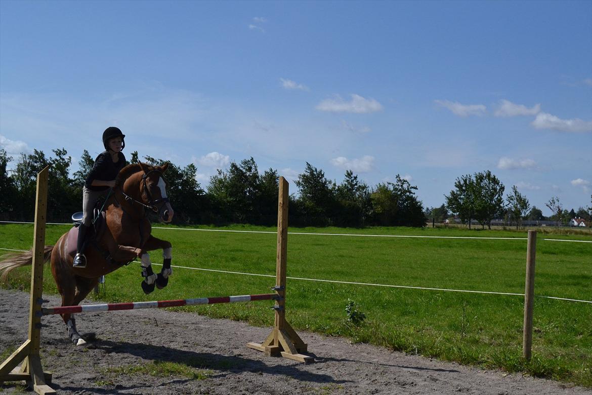 Hollandsk Sportspony Jupeter *SOLGT* billede 5