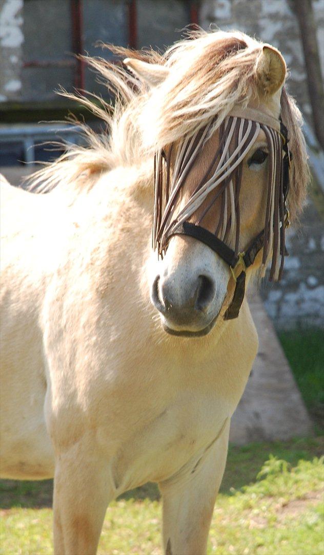 Fjordhest • Kejser  billede 17
