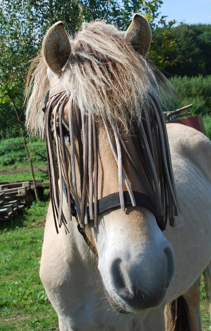 Fjordhest • Kejser  billede 18