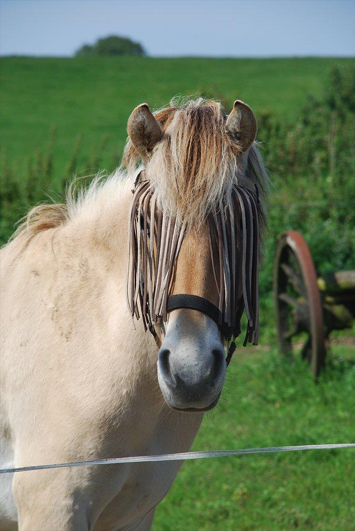 Fjordhest • Kejser  billede 19