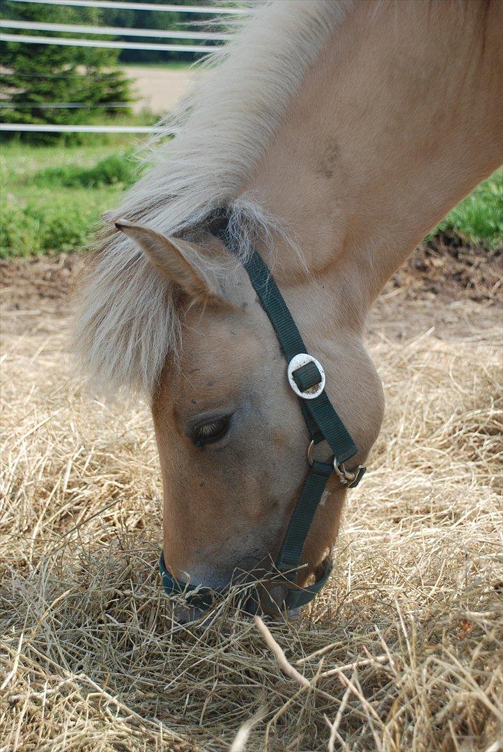 Anden særlig race • Daisy billede 13