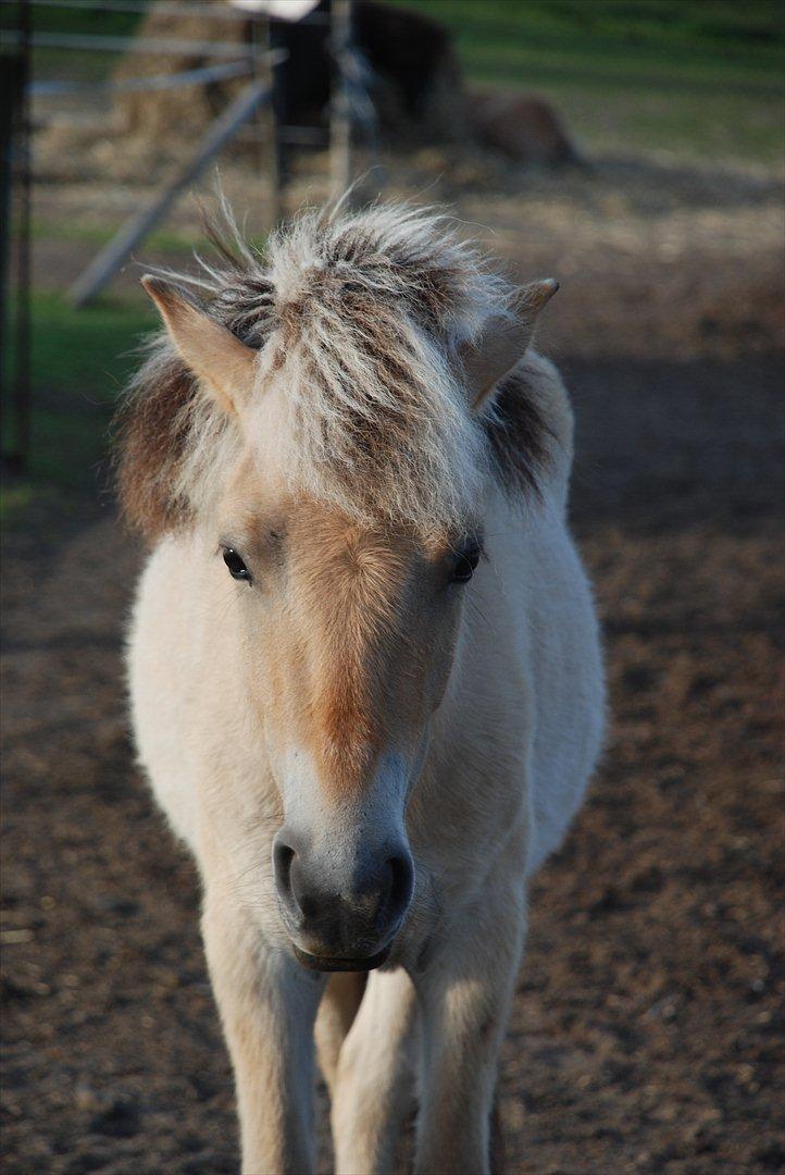 Anden særlig race • Daisy billede 14