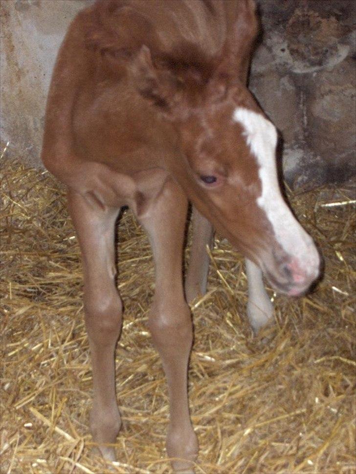 Arabisk fuldblod (OX) Staldvalhalla's Bifrost billede 2