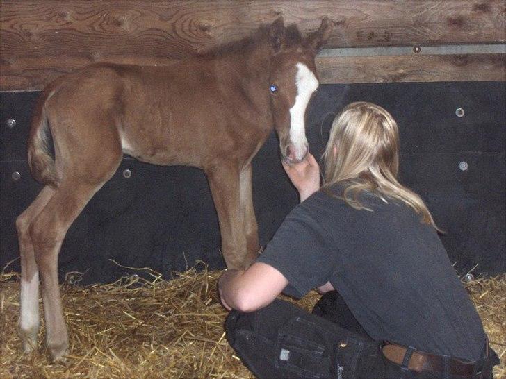 Arabisk fuldblod (OX) Staldvalhalla's Bifrost billede 3