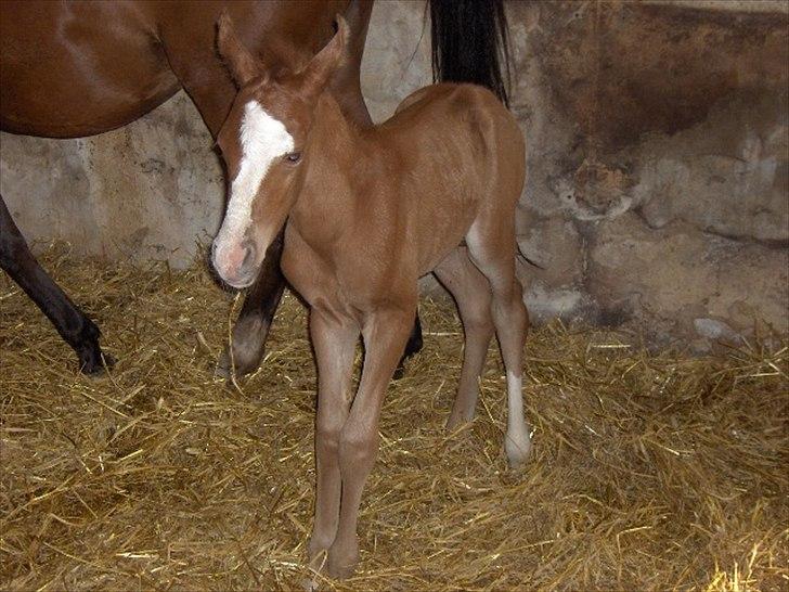 Arabisk fuldblod (OX) Staldvalhalla's Bifrost billede 4