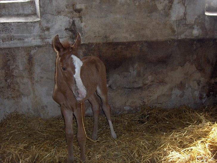 Arabisk fuldblod (OX) Staldvalhalla's Bifrost billede 5