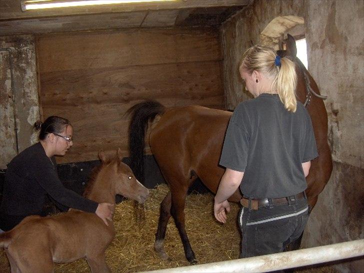 Arabisk fuldblod (OX) Staldvalhalla's Bifrost billede 6