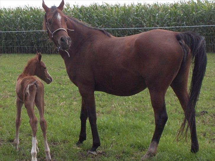 Arabisk fuldblod (OX) Staldvalhalla's Bifrost billede 7