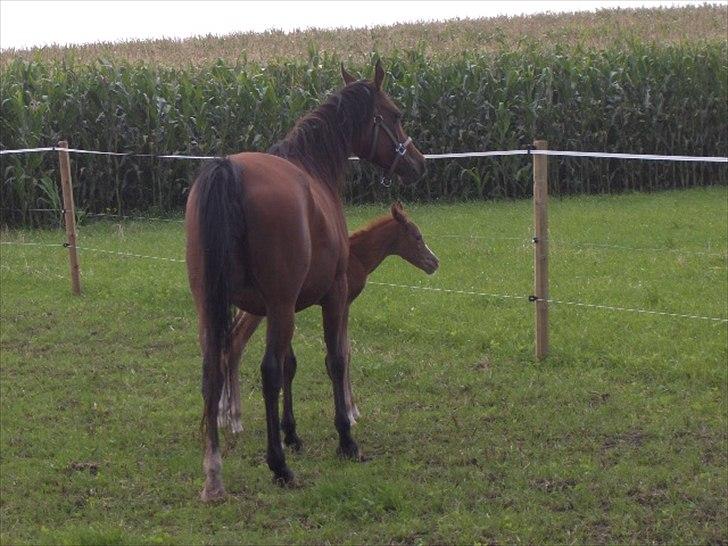 Arabisk fuldblod (OX) Staldvalhalla's Bifrost billede 9