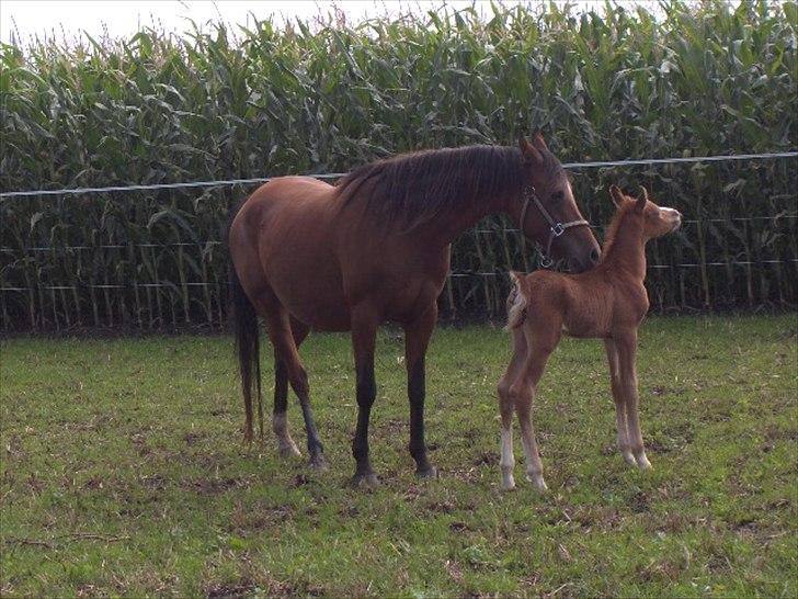 Arabisk fuldblod (OX) Staldvalhalla's Bifrost billede 10