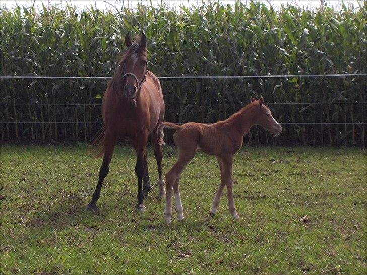 Arabisk fuldblod (OX) Staldvalhalla's Bifrost billede 11