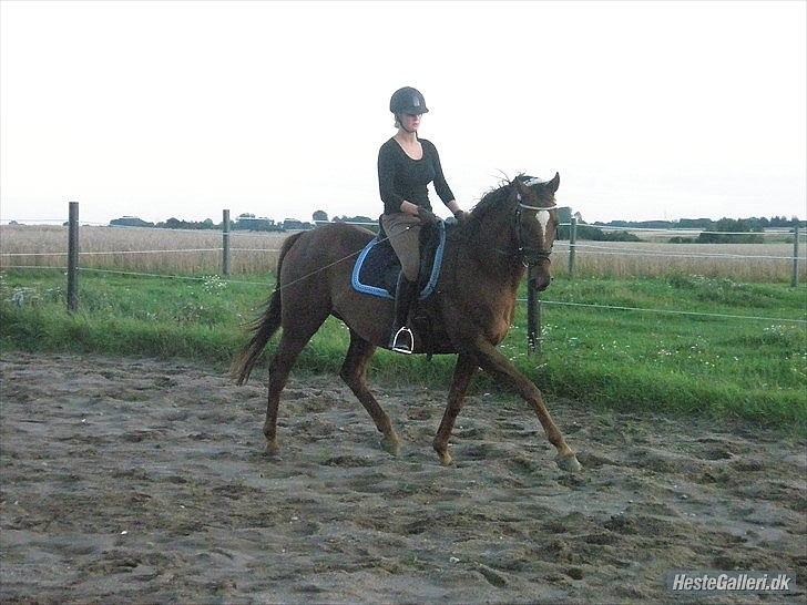 Fuldblod (XX) Sisus - 5. gang på Sius. Sommer 2011. billede 2