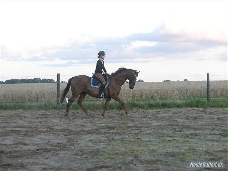 Fuldblod (XX) Sisus - 5. gang på Sisus. Sommer 2011 billede 3