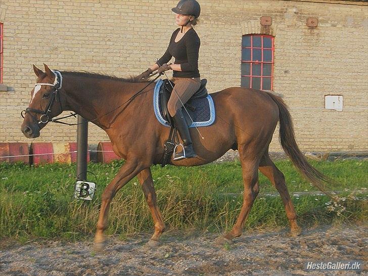 Fuldblod (XX) Sisus - 5. gang på Sisus. Sommer 2011. billede 6