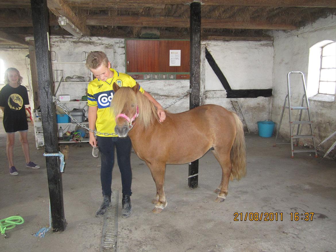 Shetlænder *SILKE* Hjemvendt :O) - 21.08.11 billede 6