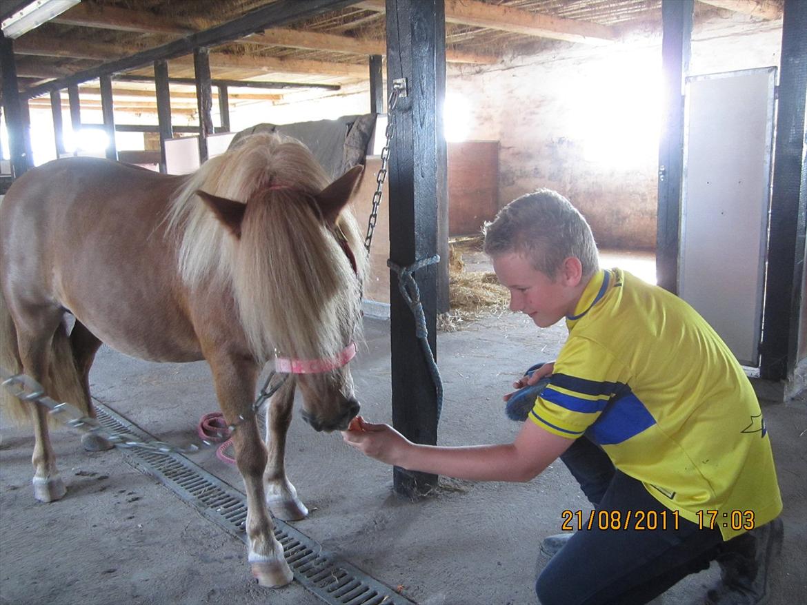 Shetlænder *SILKE* Hjemvendt :O) - 21.08.11
mums...dejligt med en gulerod. billede 17