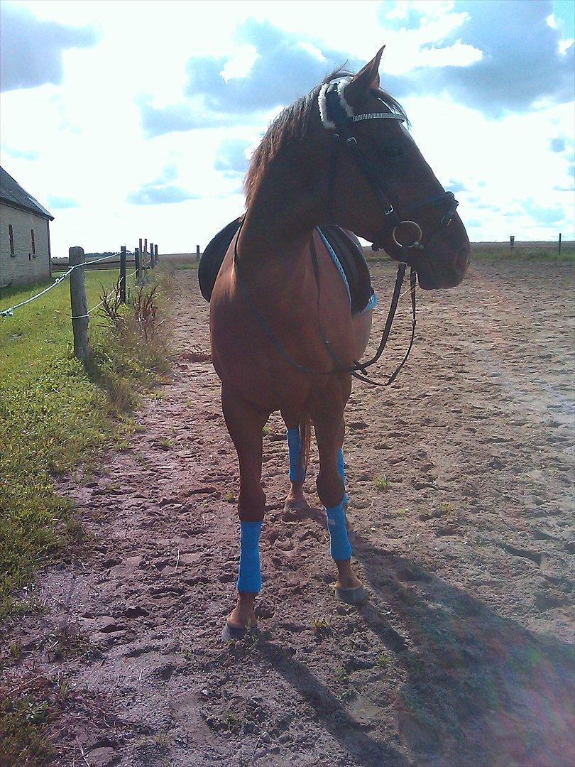 Fuldblod (XX) Sisus - Efter træning. Sommer 2011. billede 8