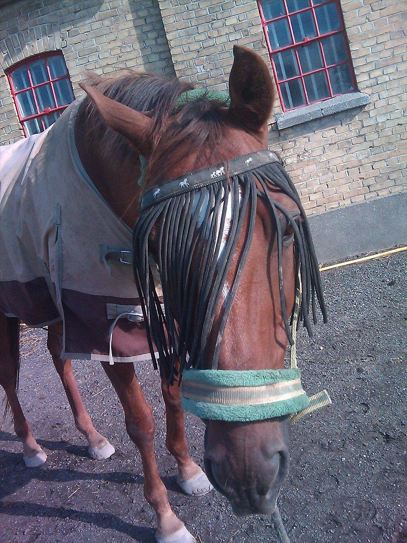 Fuldblod (XX) Sisus - Så er dækkenet kommet på igen :-) Efterår 2011. billede 9