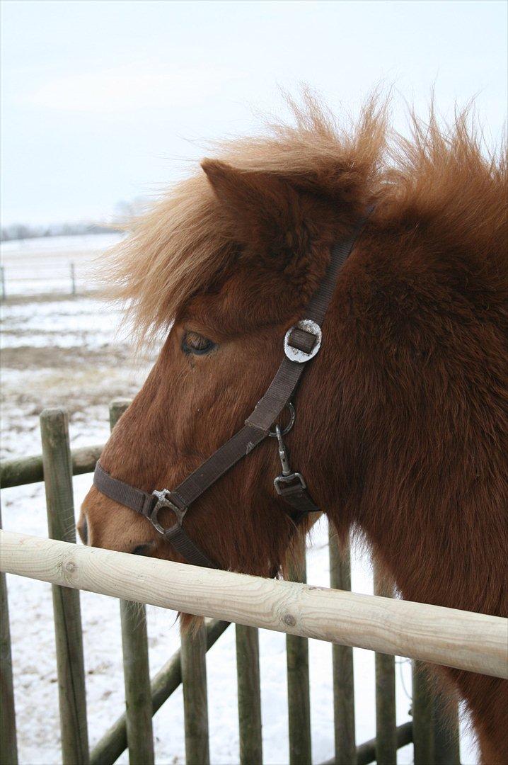 Islænder Kveldrodi fra Tøndborg billede 1