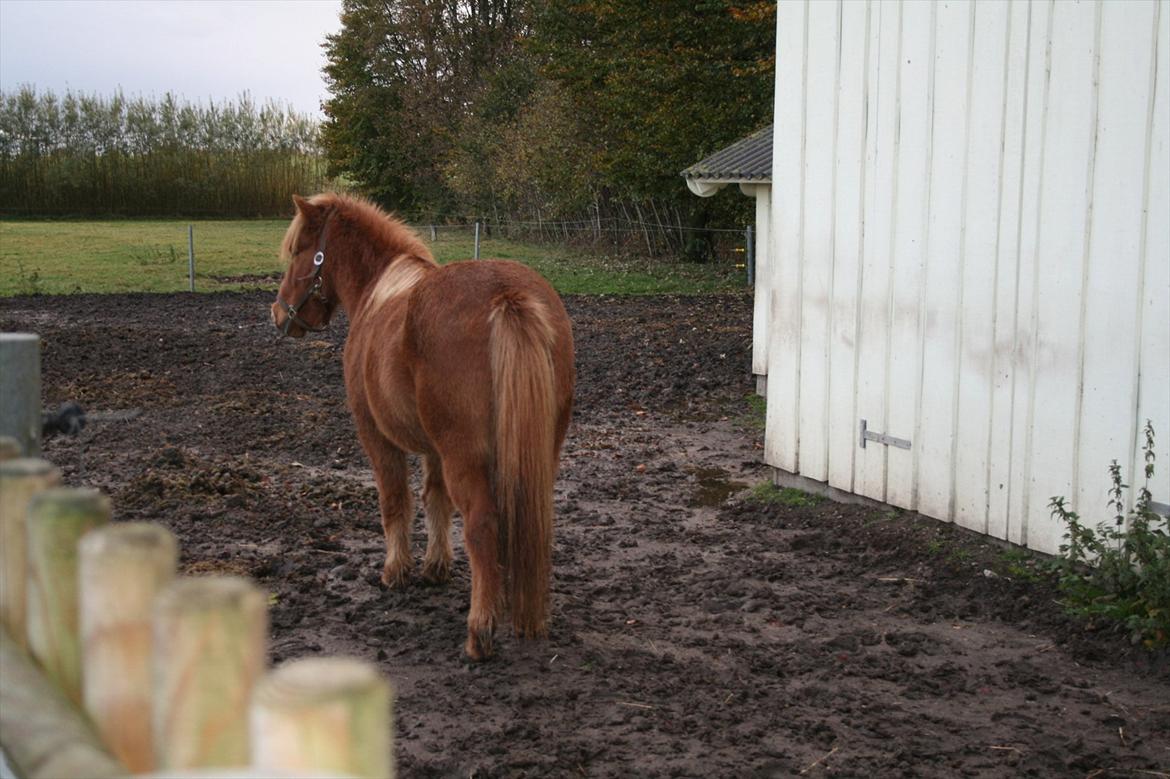 Islænder Kveldrodi fra Tøndborg billede 2