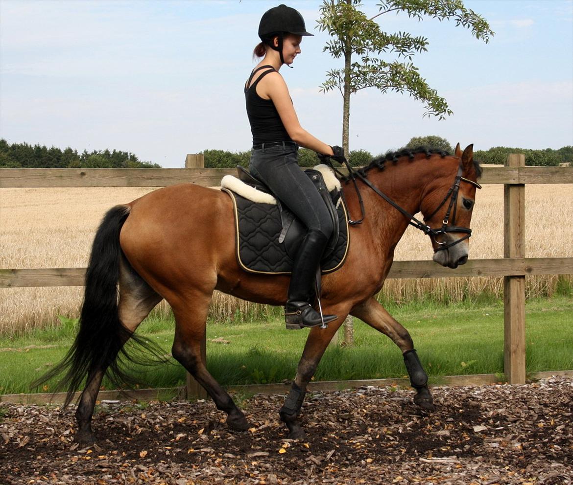 New Forest Langkildehus' Zanzara - D. 21. august 2011 billede 19