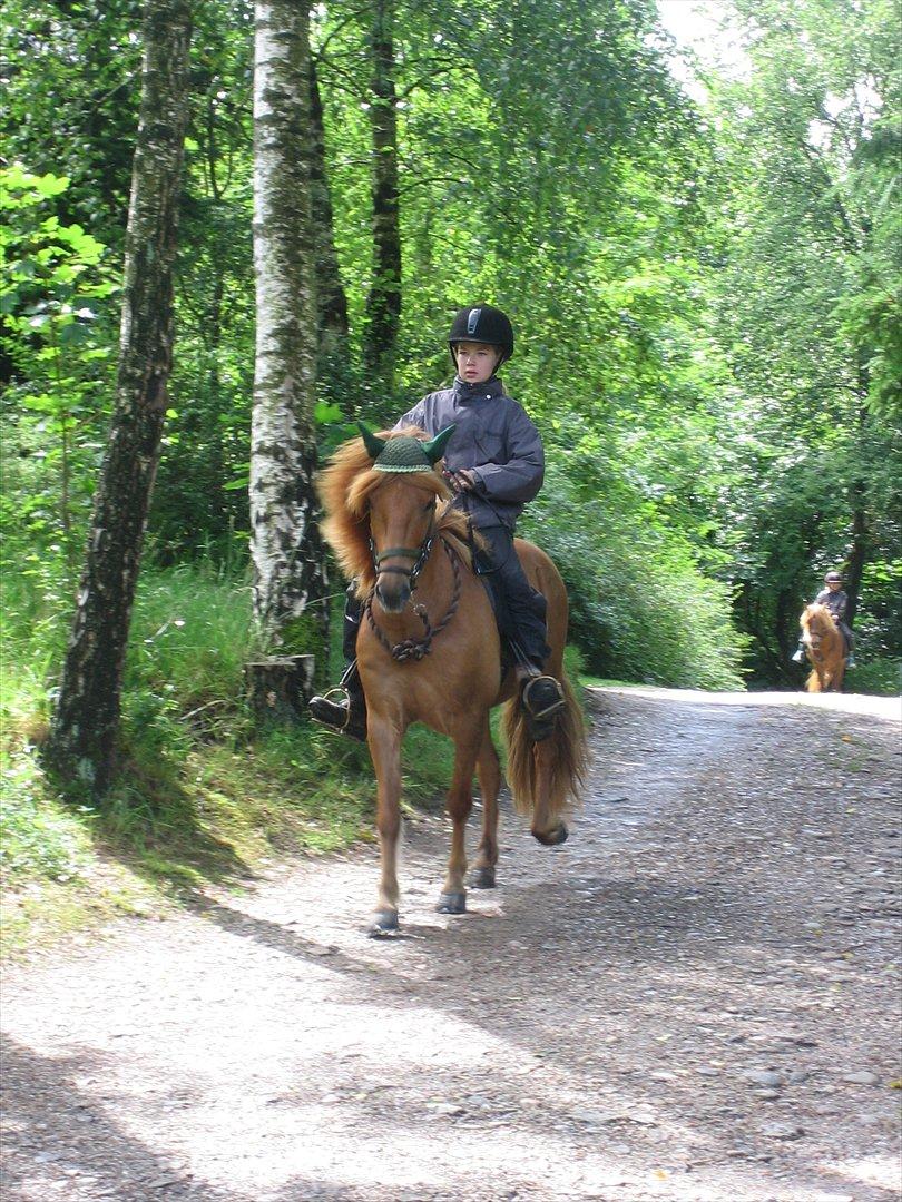 Islænder Kveldrodi fra Tøndborg billede 3