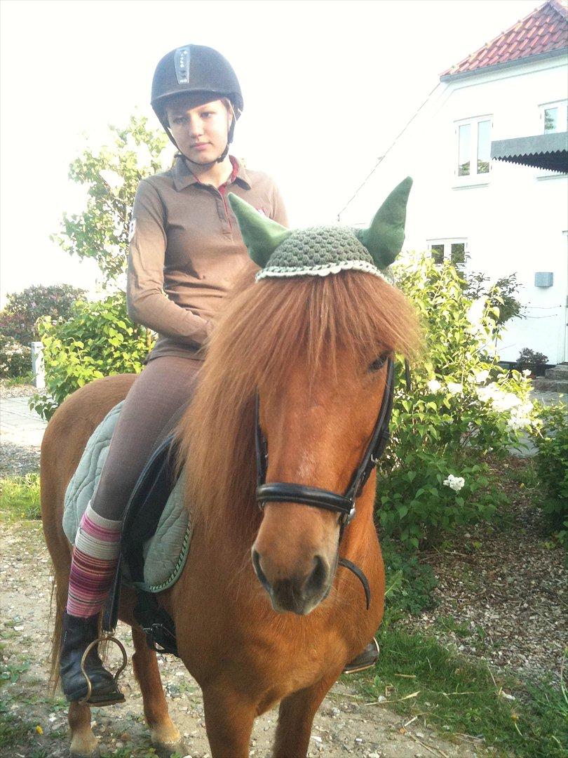 Islænder Kveldrodi fra Tøndborg - Krummen og Julie
 billede 4