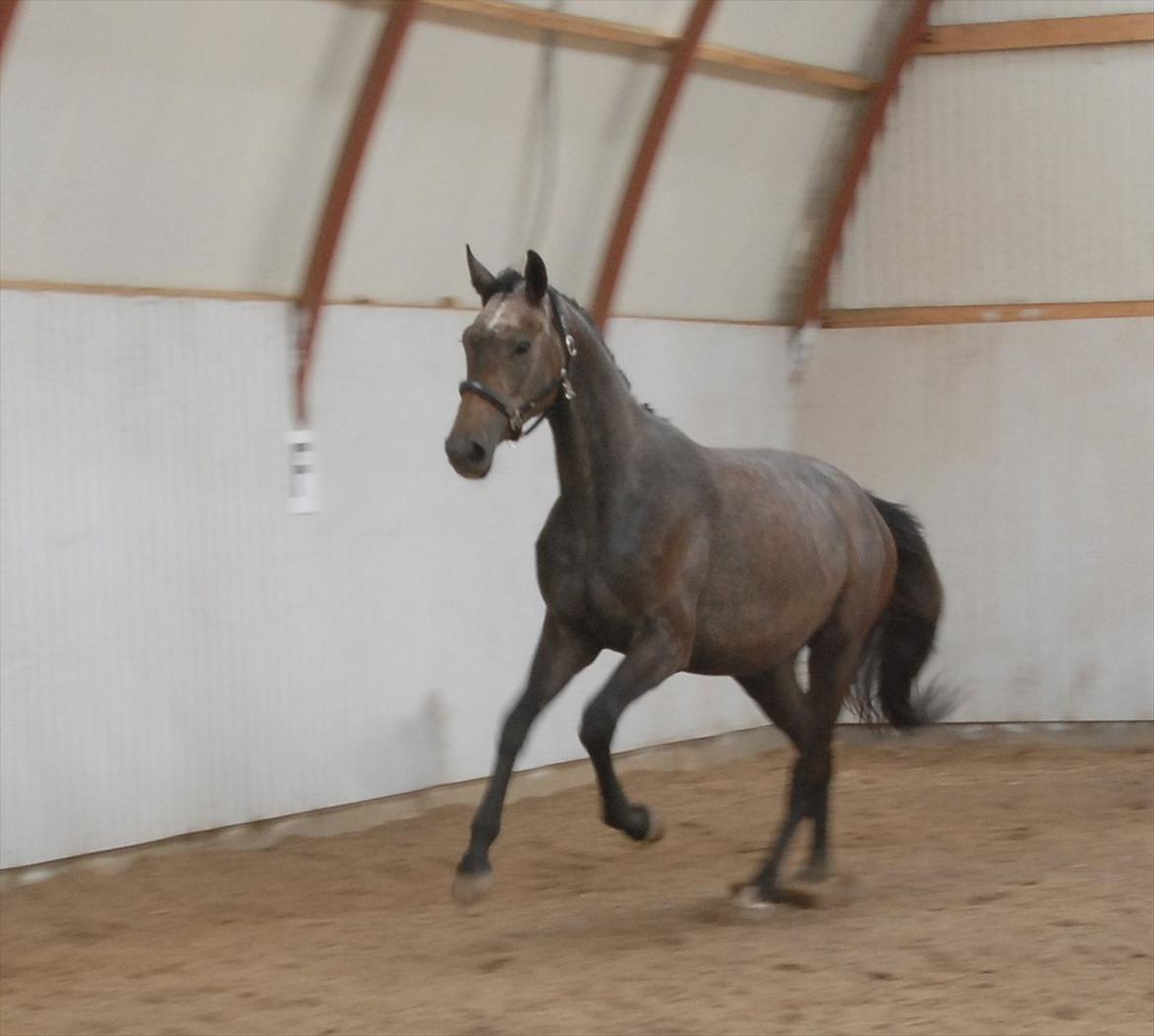 Dansk Varmblod Ballegårds Charming Nelly billede 12