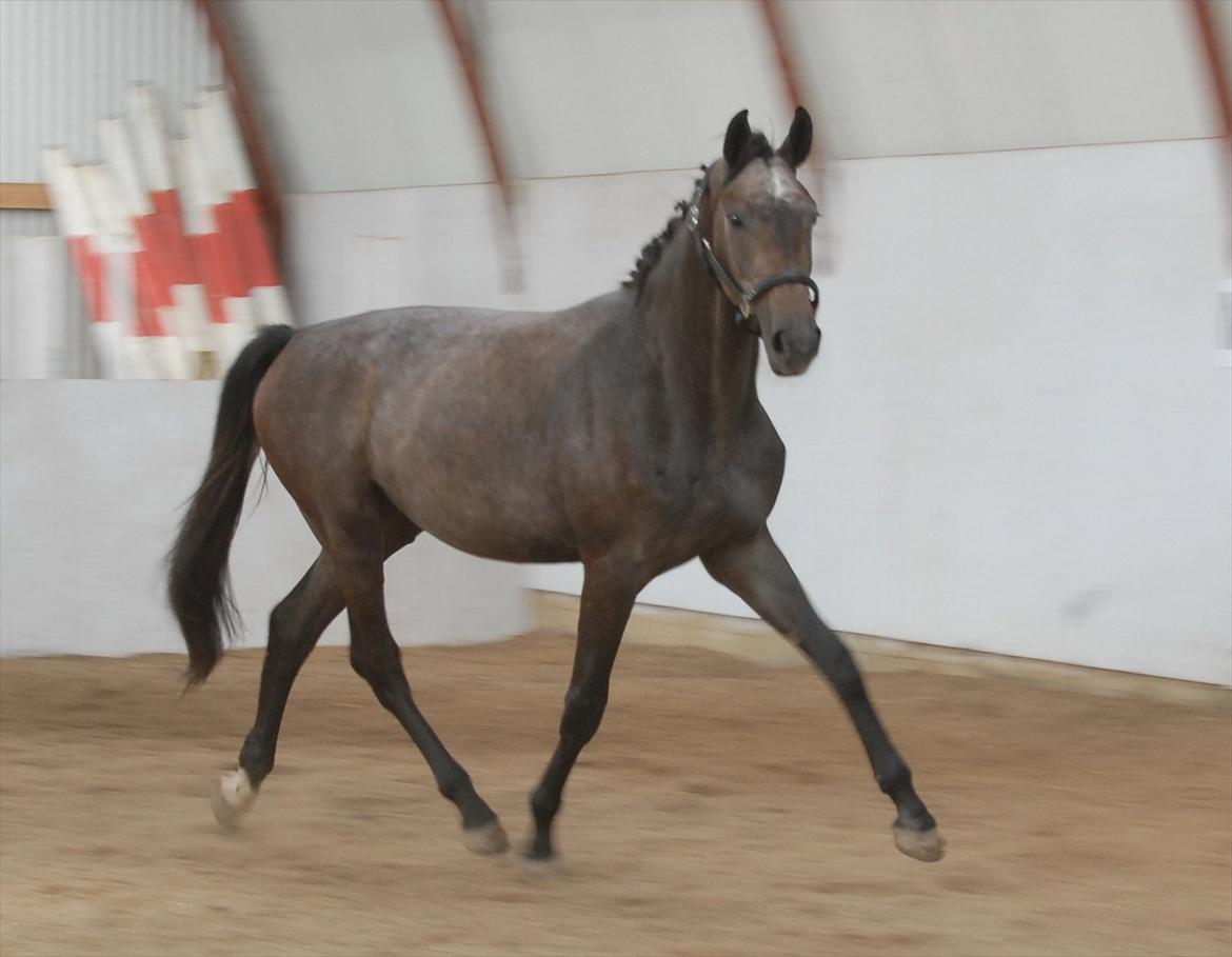 Dansk Varmblod Ballegårds Charming Nelly billede 13