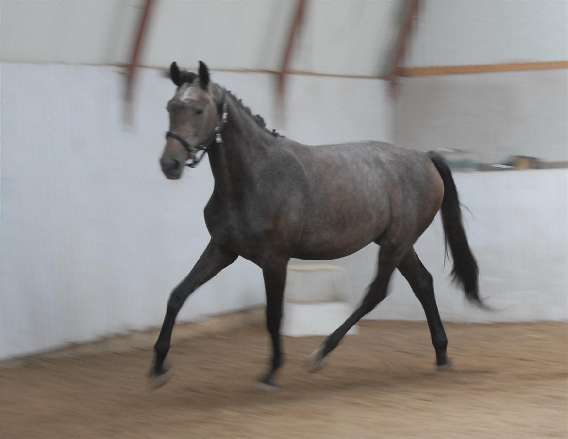 Dansk Varmblod Ballegårds Charming Nelly billede 14