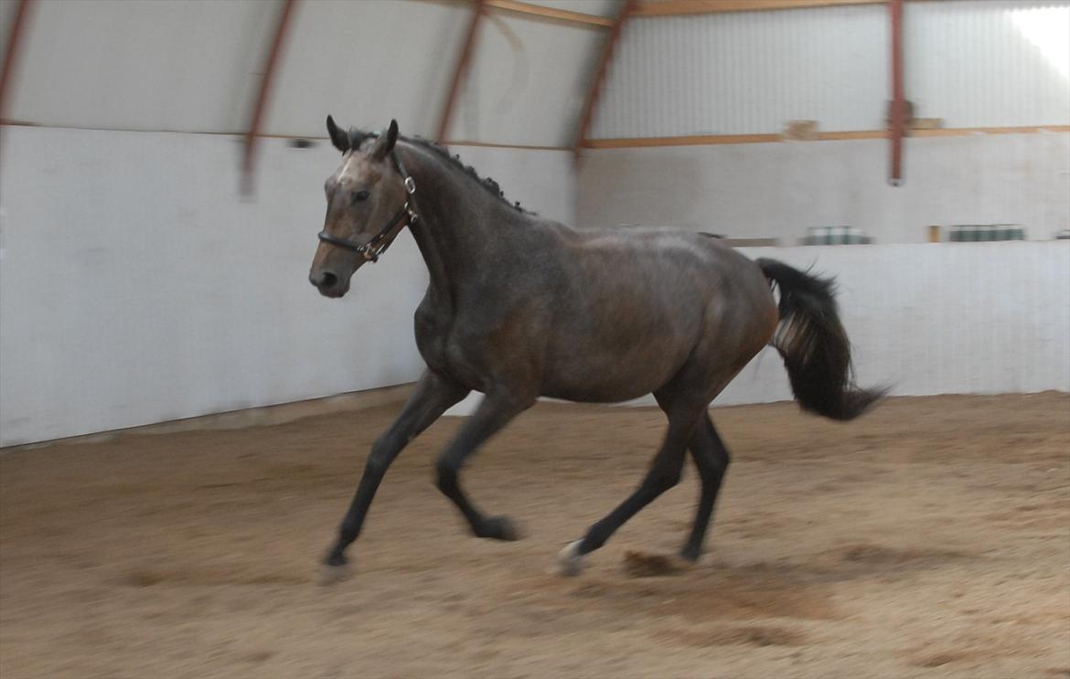 Dansk Varmblod Ballegårds Charming Nelly billede 15