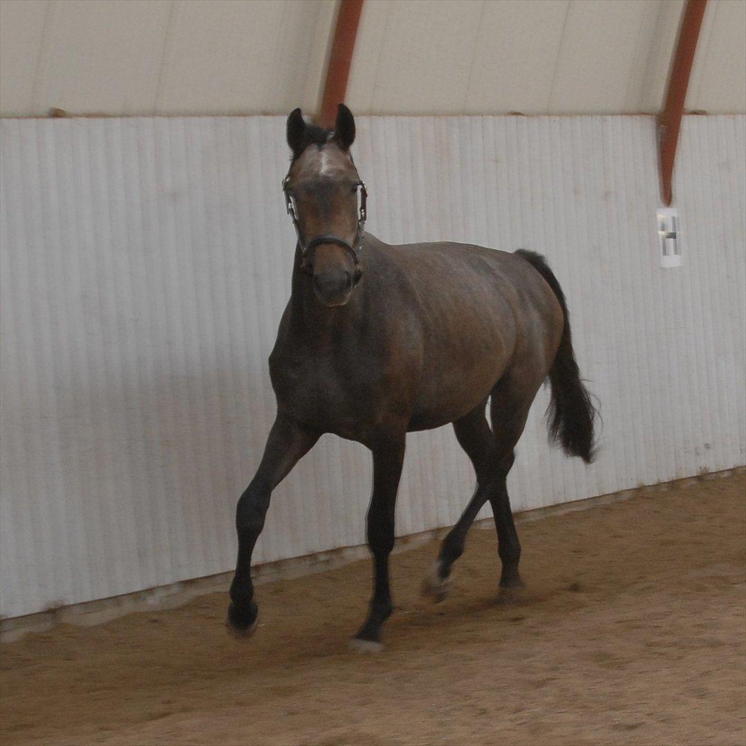 Dansk Varmblod Ballegårds Charming Nelly billede 16