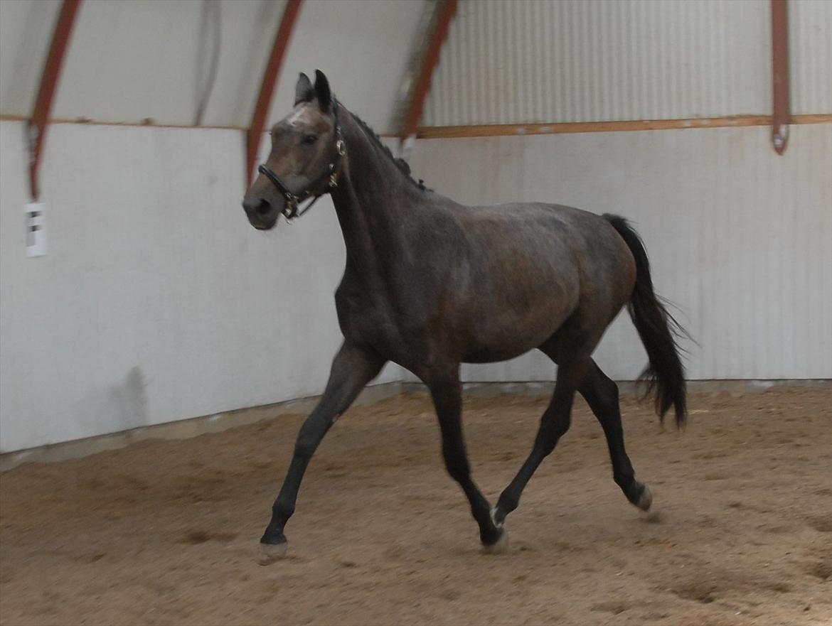 Dansk Varmblod Ballegårds Charming Nelly billede 17