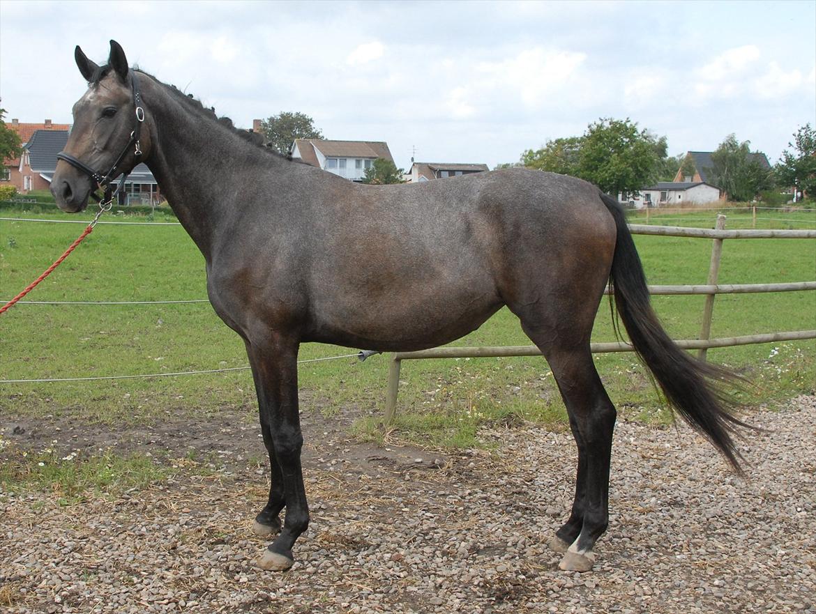 Dansk Varmblod Ballegårds Charming Nelly billede 18