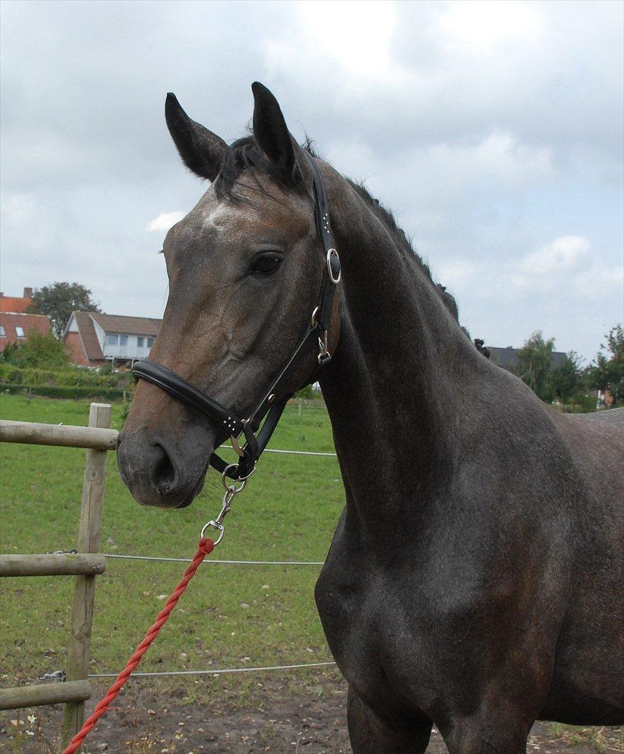 Dansk Varmblod Ballegårds Charming Nelly billede 1
