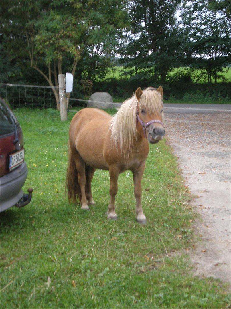 Shetlænder Bella Donna Morsbøl ( Dulle ) - dulle der vlige havde prøvet på og spise en nr plade uden hel  billede 7