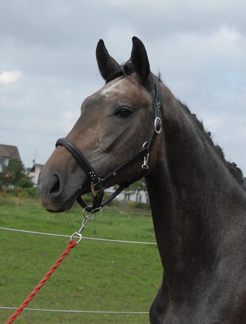 Dansk Varmblod Ballegårds Charming Nelly billede 19