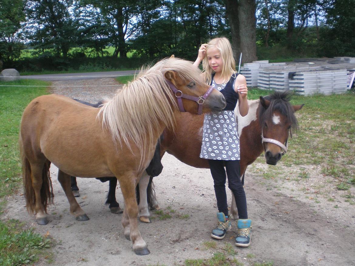 Shetlænder Bella Donna Morsbøl ( Dulle ) - Trine og Bella Donna  <3 billede 9