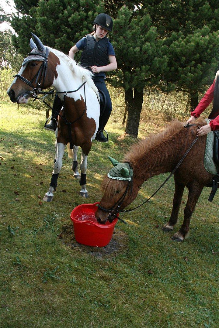 Islænder Kveldrodi fra Tøndborg billede 5