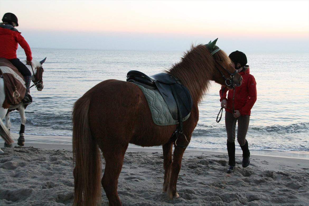 Islænder Kveldrodi fra Tøndborg billede 6