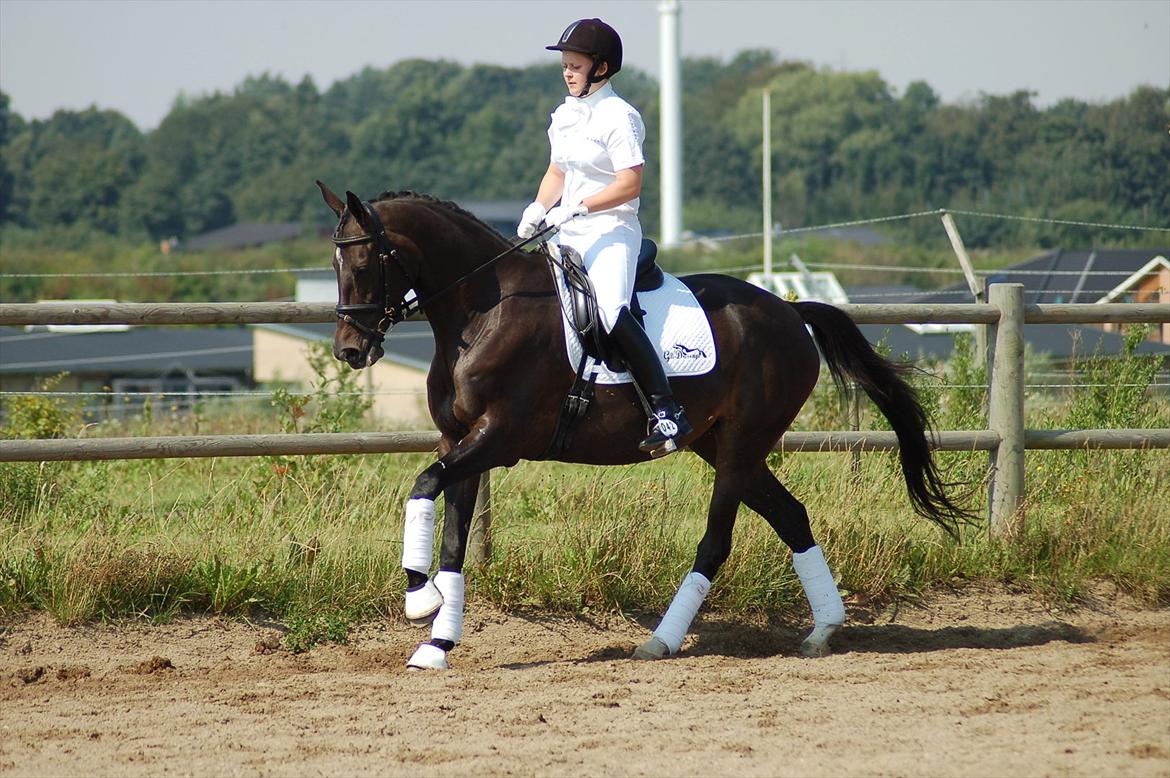 Trakehner Donaufee VI E - Opvarmningen til LA-2, som vi vandt med 70,0 %. I samme klasse red vi LA-4 og blev slået af os selv så blev nummer 2 og red 68% billede 3