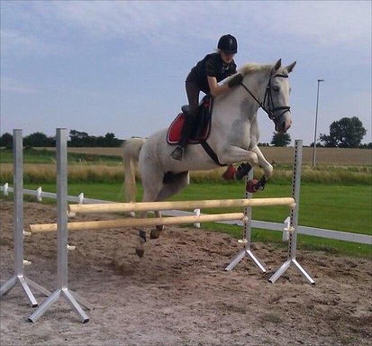 Sportsaraber (A) Søgaardens Magic Spirit billede 3