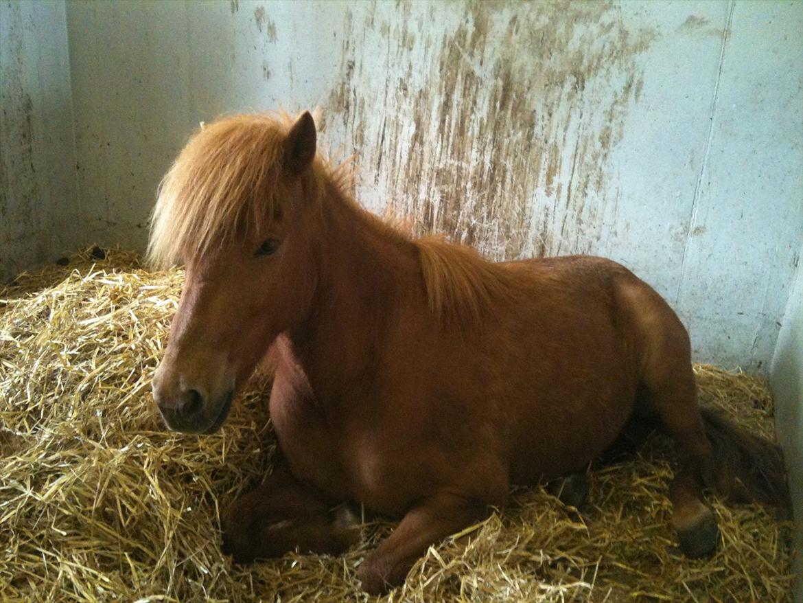 Islænder Kveldrodi fra Tøndborg billede 7