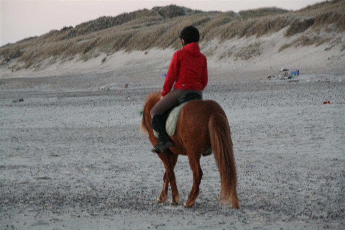 Islænder Kveldrodi fra Tøndborg billede 8